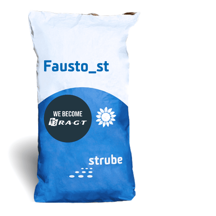 Solsikker – Fausto_st